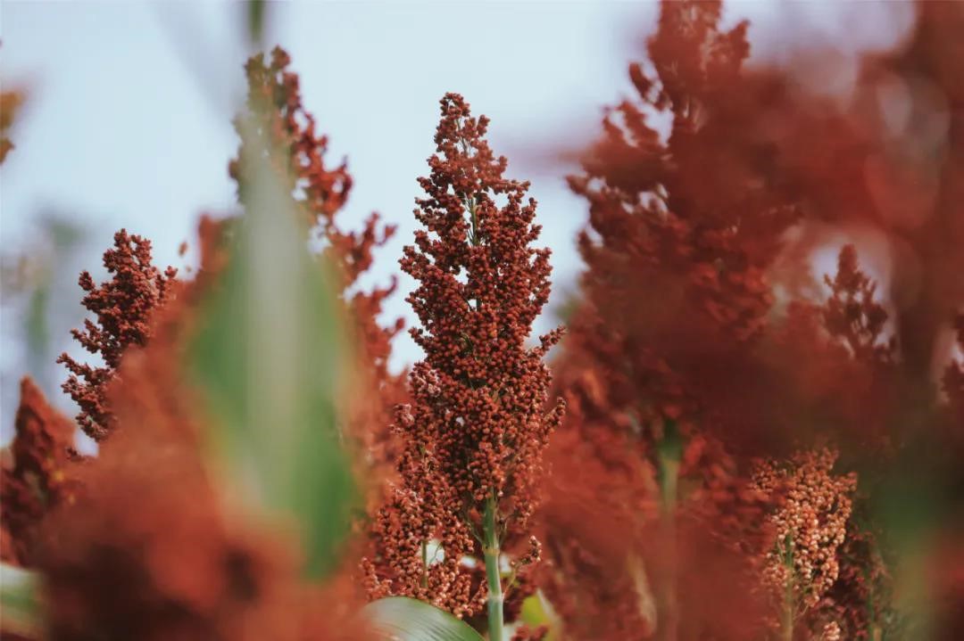 荒地變良田 糧食獲豐收 省二輕集團(tuán)下屬工美控股公司助力衢州打造詩(shī)畫風(fēng)光帶